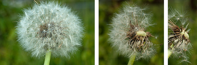 Löwenzahn, Flora, Makro, Tiptychon