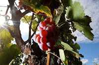  Bunches of grapes hang from the vine in a vineyard in Alsace, before their harvest in Orschwihr, France, in this September 26, 2015 file photo. (Credit: Reuters/Jacky Naegelen/Files) Click to Enlarge.