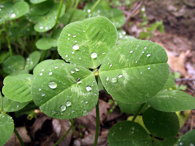 Trifolium repens white clover