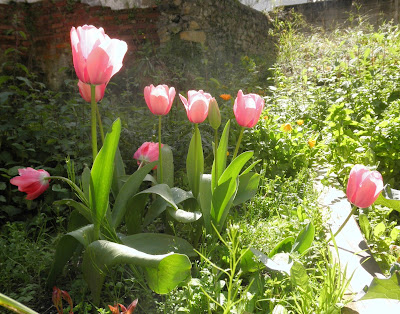 flores de tulipanes rosas