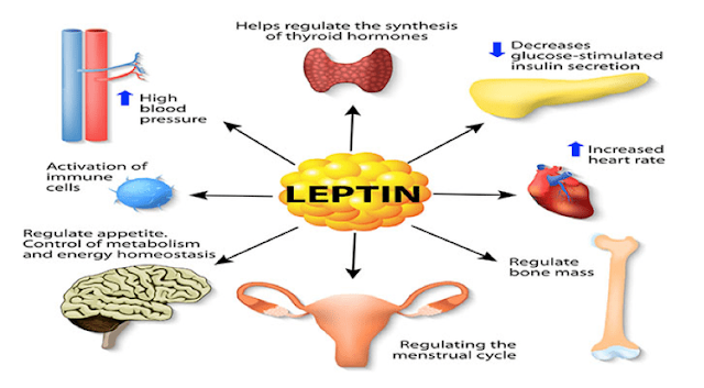 What is Leptin, Leptitox review