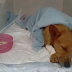 Se recupera em casa, cão castrado sem anestesia