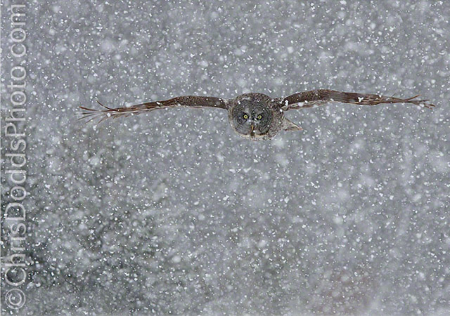 SNOWFLIGHT