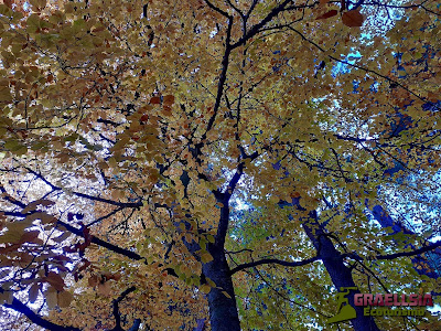 Bosque de Abantos