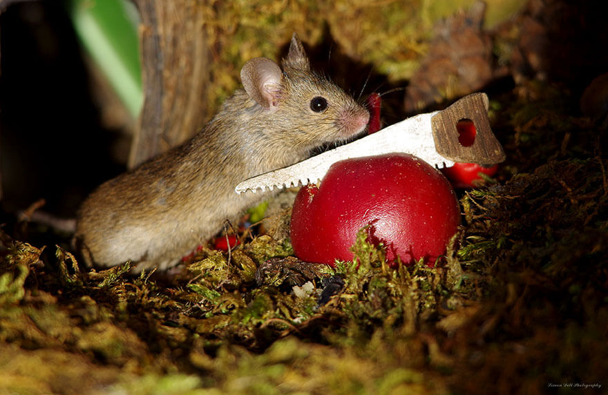 A Man Found A Mice Family In His Garden And Built An Amazing Miniature Village For Them