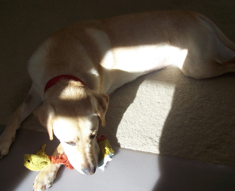 close up of Cabana, half in sun, half in shadow, laying her head down on the carpet, with a chewed up stuffed toy under her chin