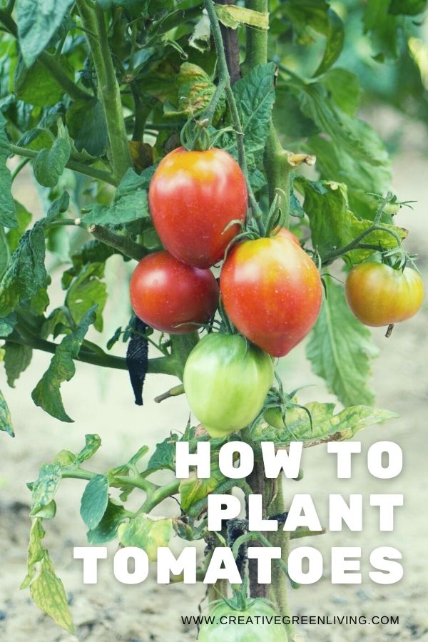 How to plant tomatoes from Creative Green Living