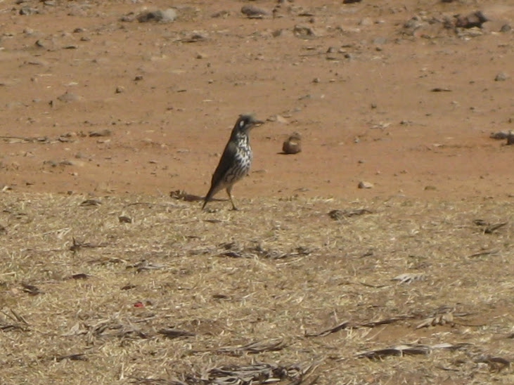 Thrush, Ground