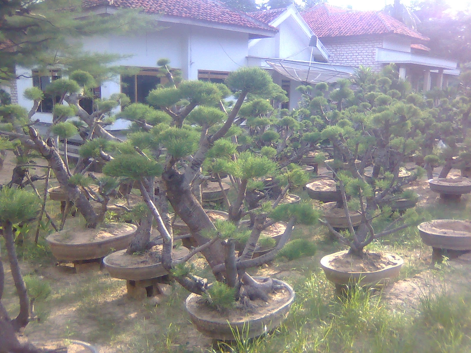 Jual Pohon Cemara udang bonsai  harga cemara udang murah 