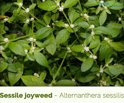 Did you know that Sessile Joyweed or Honagone Soppu, a prized greens, in pink and maroon colours, is a non-toxic plant used as vegetable and in salads. and also as a herbal medicine?