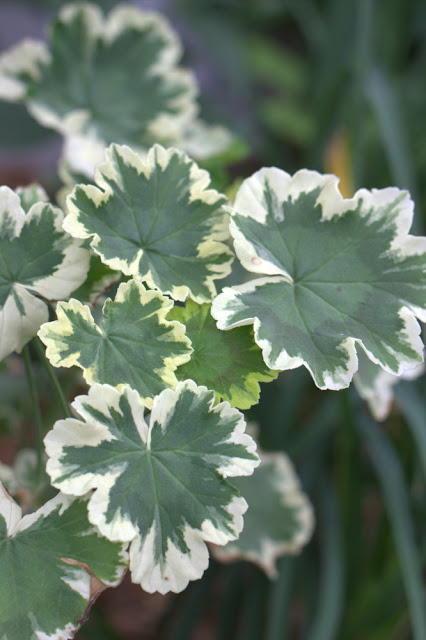 Pelargonium 'Mrs. Pollack'