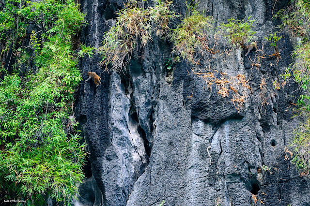 Visit Luon Cave to admire the natural monkeys in Ha Long Bay