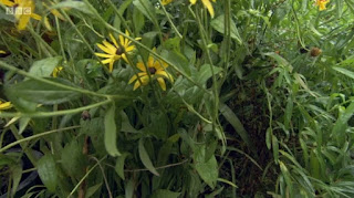 Rudbeckia