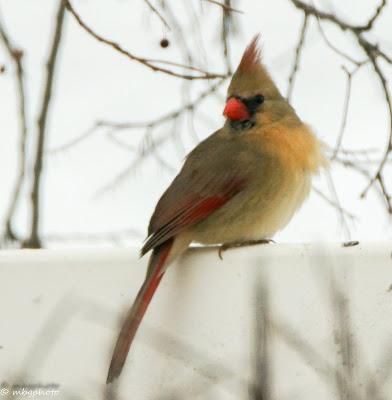 female cardinal
