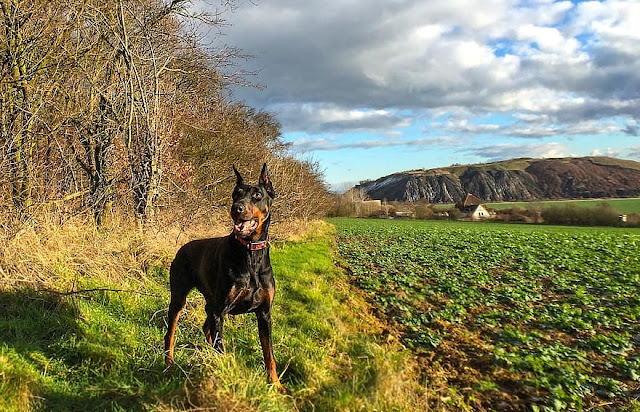 EUROPEAN DOBERMAN PINSCHER