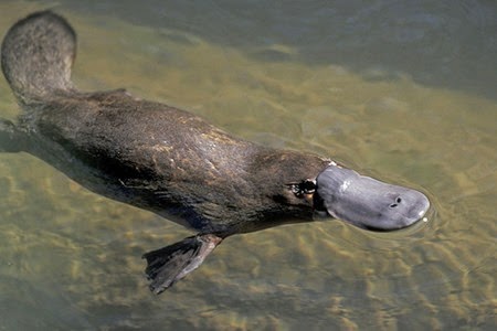 platypus