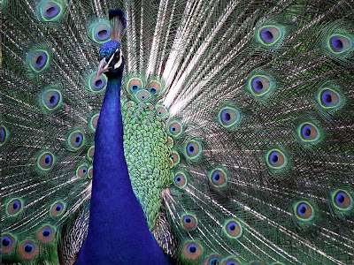 Nice Peacock allfreshwallpaper