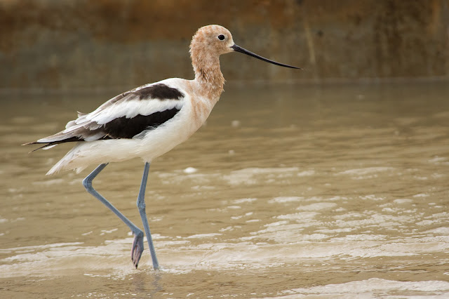 American Avocet, Rollover Pass