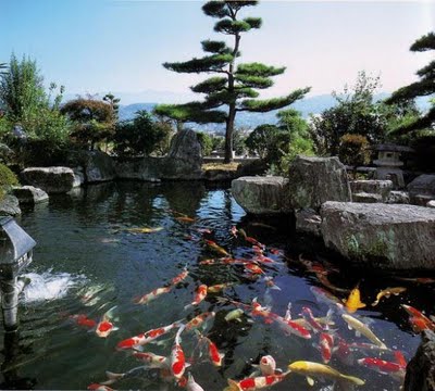 14+ Tergokil Gambar Ikan Koi Warna Biru