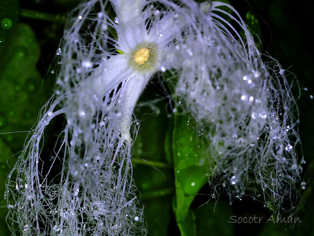 Trichosanthes cucumeroides