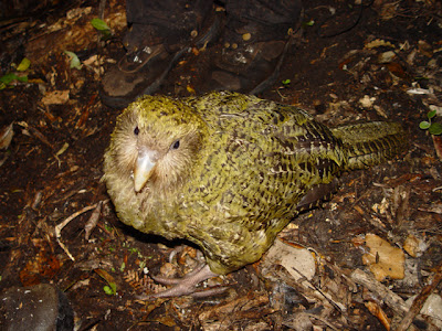 Foto burung kakapo