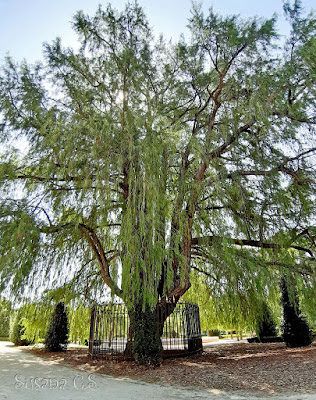 Ahuehuete - Parque del Retiro