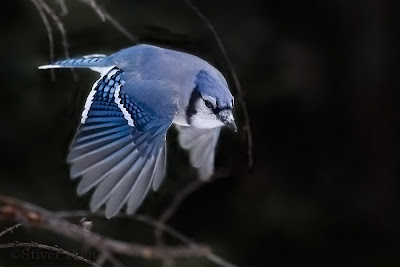 Image Blue Jay