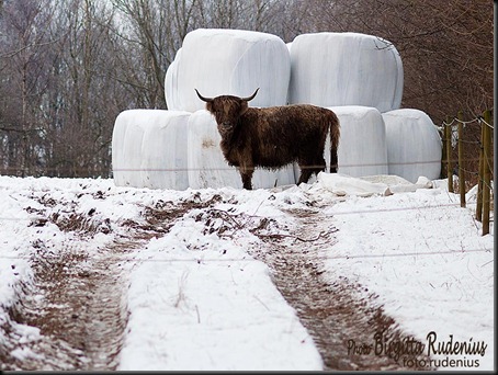 animal_20120125_beef