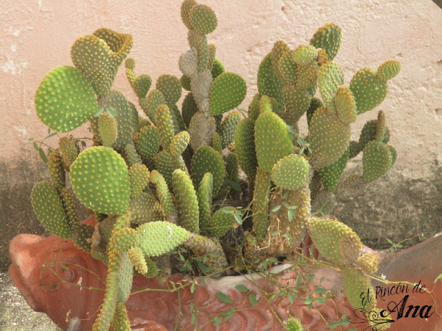 Mis cactus y suculentas