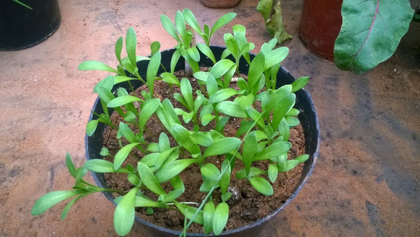my calendula seedlings are growing nicely!