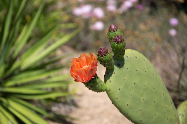 Jardin Botanico Tropical Pinya de Rosa Blanes - Парк кактусов Бланес