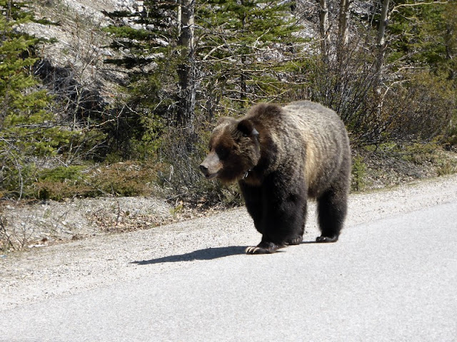 Grizzli en Banff