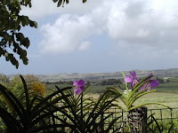 Vandas in Barbados