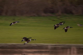 Wildlifefotografie Naturfotografie Lippeaue Sonnenuntergang Olaf Kerber