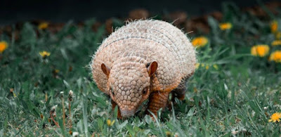 Top 20 Fact About Armadillo