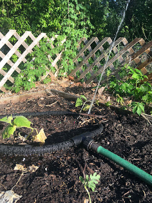 A low-angle photo of a green garden hose attached to a small loop of black soaker hose, arranged among a few small, slightly crisped plants. A narrow, fierce geyser of water is shooting from the far side of the soaker hose, spurting over the wood lattice garden fence.