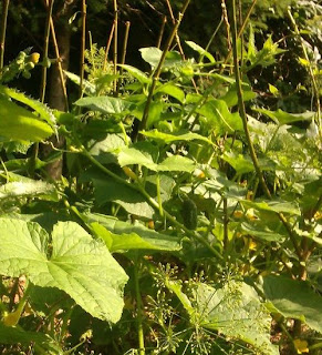 gałęzie forsycji jako podpory do fasoli i ogórków