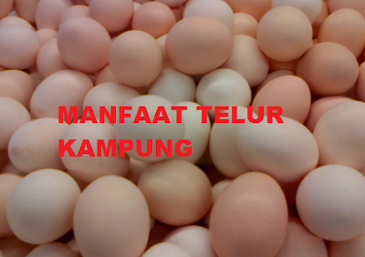 banyak sekali manfaat telur ayam kampung untuk ibu hamil