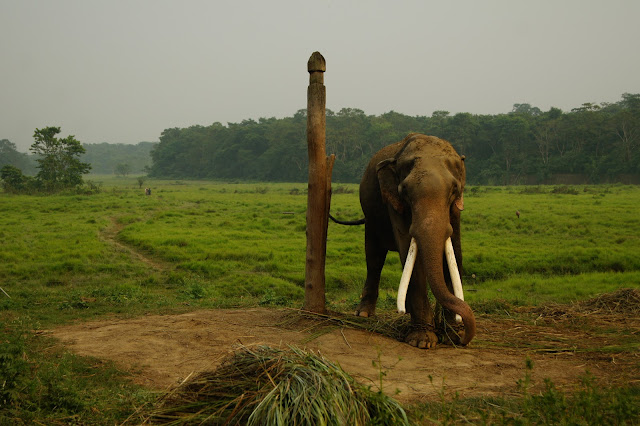 Chitwan : l'appel de la jungle