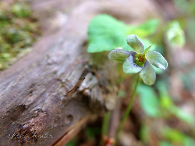 Viola grypoceras