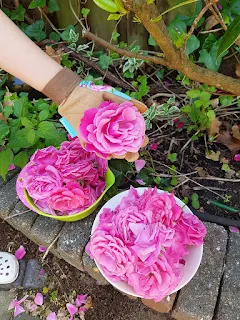 Tuto eau de Rose : la récolte - CocoFlower