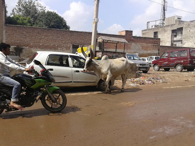 Cow in Delhi