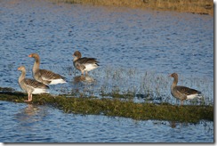 Greylag Geese