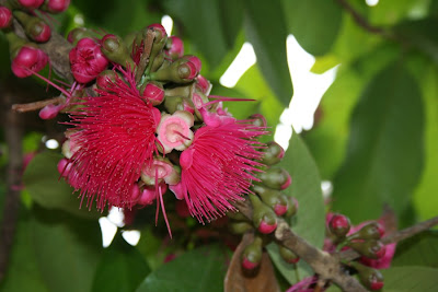 cottage to castle: Our Jungle Apple Tree