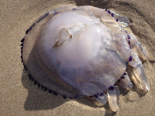 Sea Medusa Photos in El Saler Beach - Valencia - Spain