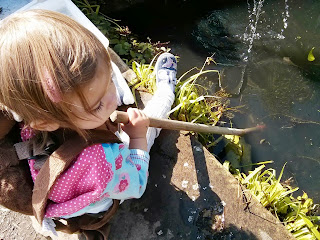 pond dipping