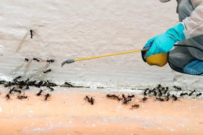 Ant Control Service Edmonton: Keeping Your Home Pest-Free