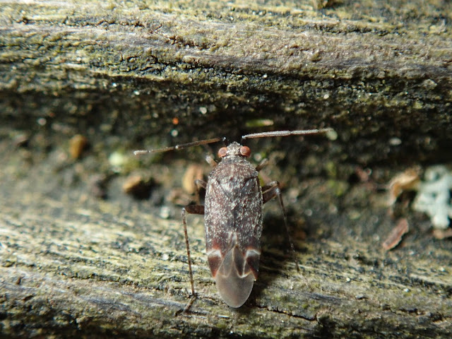 Psallus sp