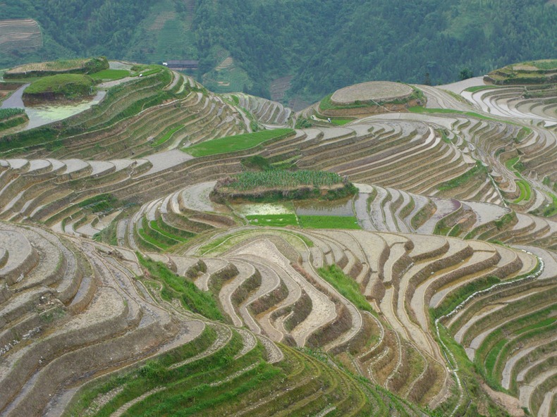 rice-terraces-7