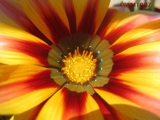 Yellow Red Bloom